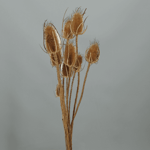 Chardon naturel séché (Eryngium)