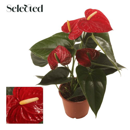 Anthurium Easy Red PRO 4Flo, Rojo