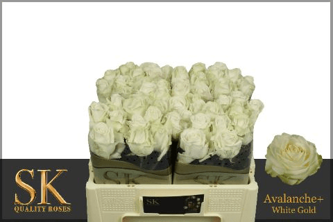 Rosa Avalanche