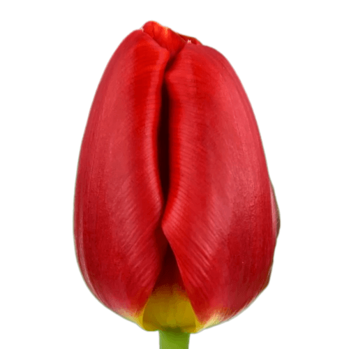 Boîte de 50 Tulipes Rouges Red Stone, Fleur fraîche de 38 cm de long, bouquet de 50 tiges