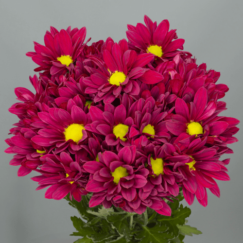 Crisantemo Ruby Star 90 gr, Granate, 1 tallos, 70cm