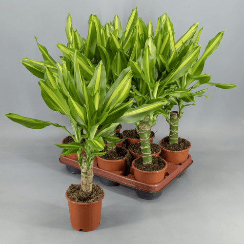 Dracaena Massangeana, tronco del Brasil (Dracaena fragrans)
