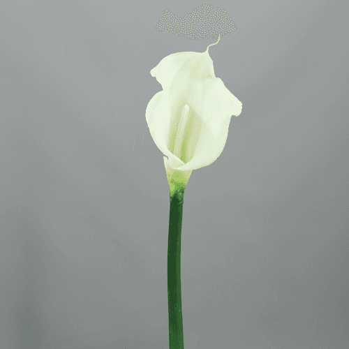 Arum Artificiel Bella Nova, Fleur artificielle de 55 cm de long