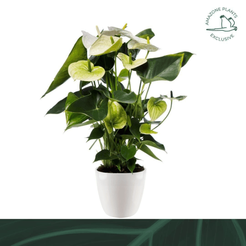 Anthurium Samora Cerámica Blanca PRO 6Flo, Blanco