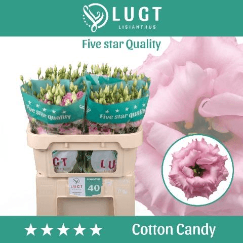 Ramo de 10 Lisianthus Doble Cotton Candy Rosa (Eustoma), Flor fresca de 70 cm de largo, 10 tallos
