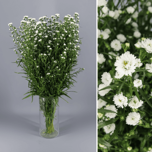 Aster Cassy, Blanco, 1 tallos, 75cm