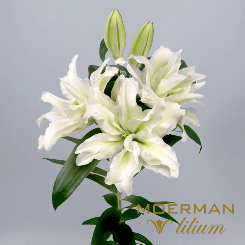 Lilium Oriental Roselily Aisha 2