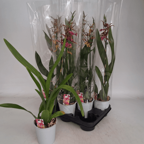 Orchidée Brassia Summer Dream (Orchidée Araignée), Plante de 50-70 cm de haut, lot de 8 unités