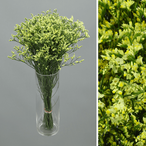 Limonium Sinensis Pineapple Diamond