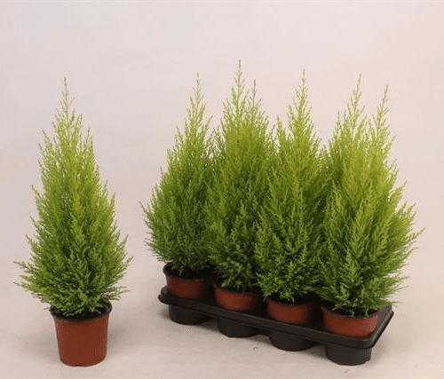 Cipres Limon Goldcrest Wilma, Planta de 65-70 cm de alto, lote de 7 unidades