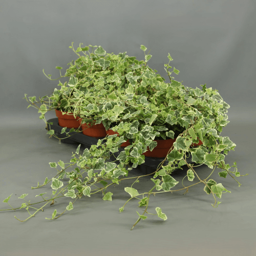 Hedera helix White Wonder