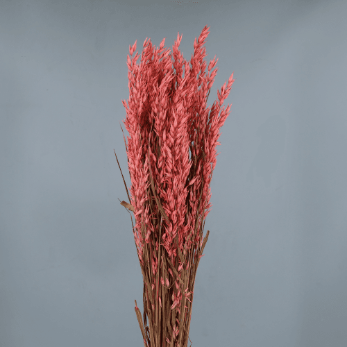 Avoine Séchée Rose