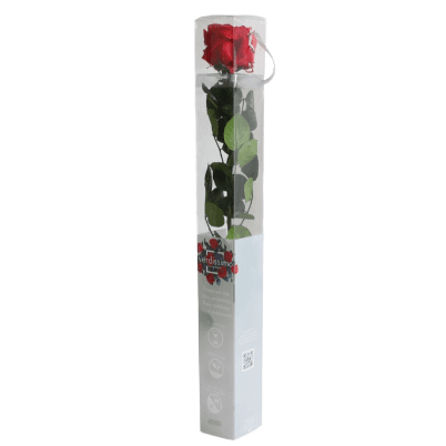 Rosa Rojo Tallo, Rojo, 1 tallos, 55cm