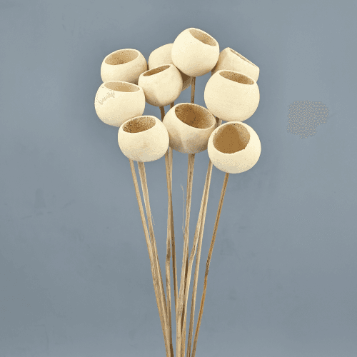 Bell Cup Crema (10 tallos), Flor seca de 60 cm de largo, lote de 10 tallos