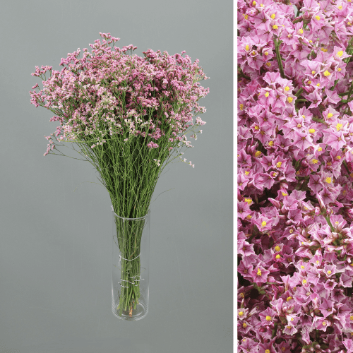 Molho de 25 Limonium sinensis rosa (estátice) Anouchka Diamond, Flor fresca de 65 cm de comprimento, ramo de 25 hastes