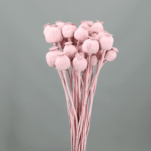 Papaver somniferum Pink Misty rosa seco 150 g
