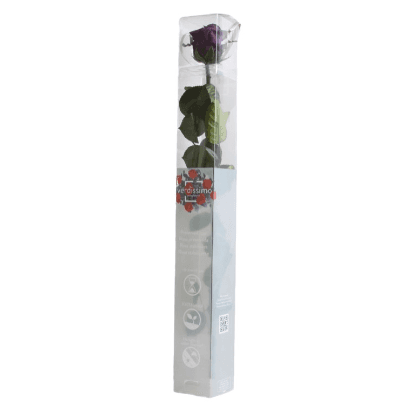 Rosa Morado Tallo, Morado, 1 tallos, 55cm