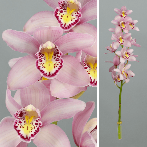 Haste de Cymbidium Rosa Claro Cocktail, Flor fresca de 80 cm de comprimento