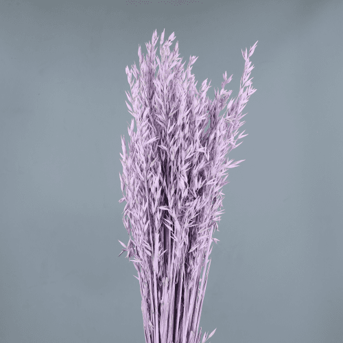Aveia Seca Lavanda