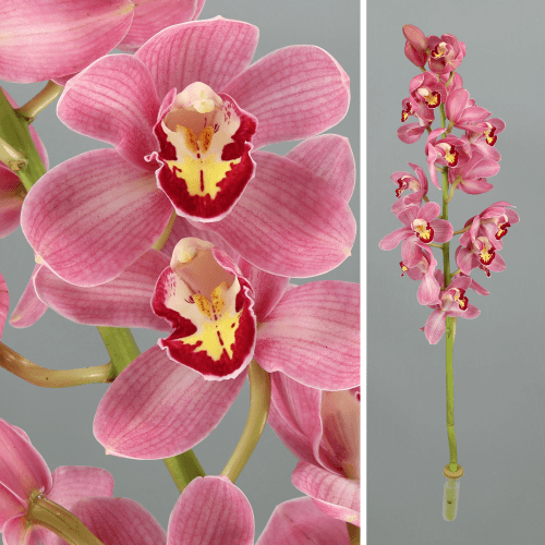 Haste de Cymbidium Rosa Lipstick, Flor fresca de 80 cm de comprimento
