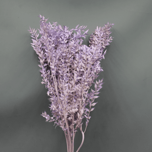 Ruscus Preservado Lavanda