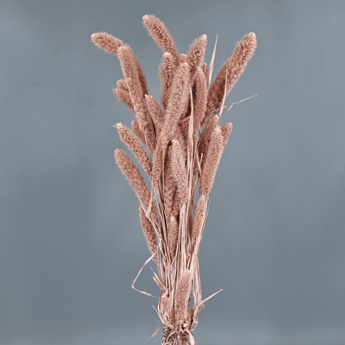 Setária Seca Rosa Claro