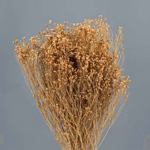 Brooms séché saumon, Fleur séchée de 50-55 cm de long
