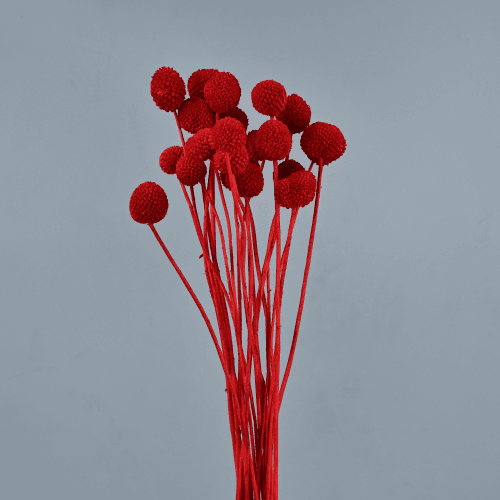 Craspedia Seca Roja