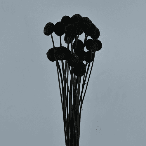 Craspédia Séchée Noire