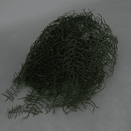 Helecho Coral Preservado Verde Oscuro, Flor preservada de 35 cm de largo