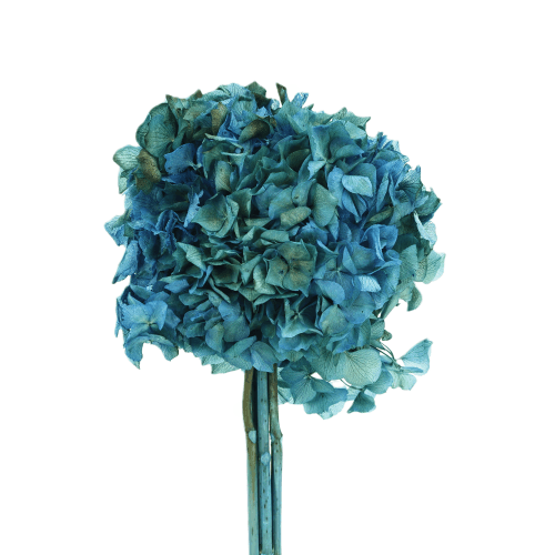 Hortensia Préservé Bleu et Vert, Fleur stabilisée de 20-25 cm de long