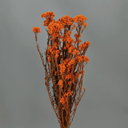 Arroz Lorea Kontserbatua Laranja