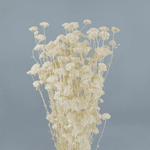 Achillea Silvestre