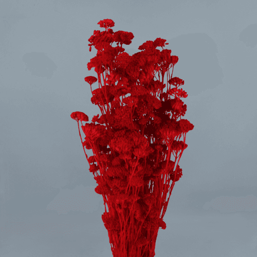 Achillea Silvestre, Rojo