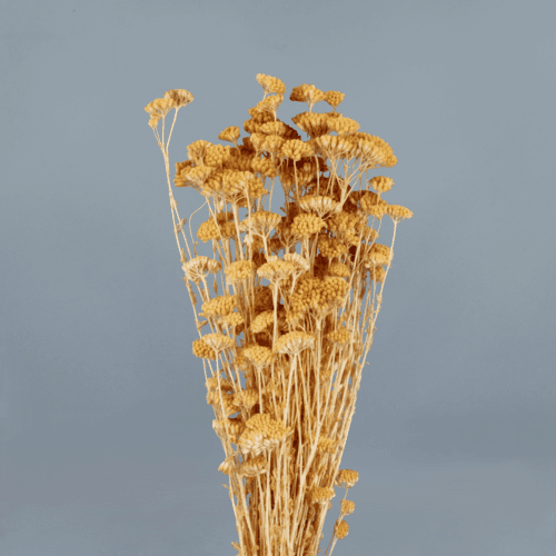 Achillea Silvestre