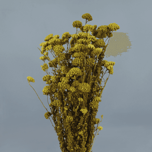 Achillea Silvestre, Verde