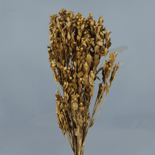 Romero Seco Natural, Flor seca de 60 cm de largo