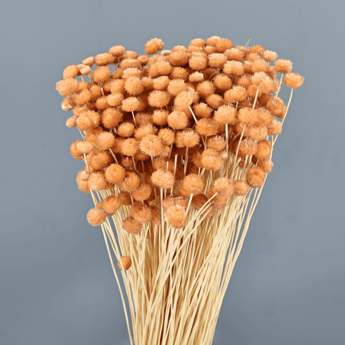 Amarelino Séché Saumon, Fleur séchée de 45 cm de long