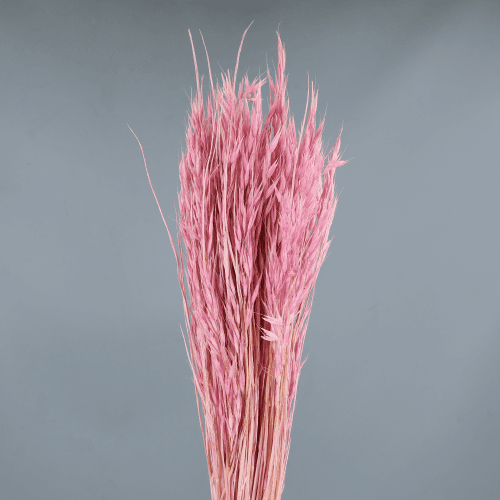 Avena Sativa Seca