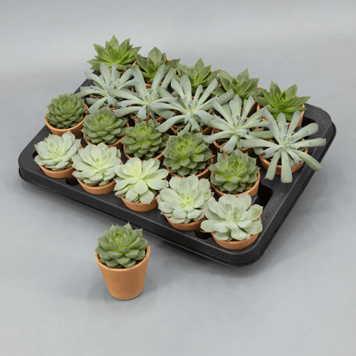 Echeveria en Maceta de Barro, Planta de 10 cm de alto, pack de 20 uds