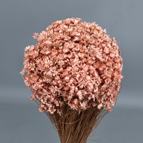 Marcela Seca Rosa Claro, Flor seca de 30 cm de largo