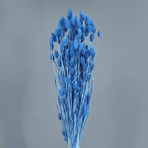 Phalaris Séchée Bleue