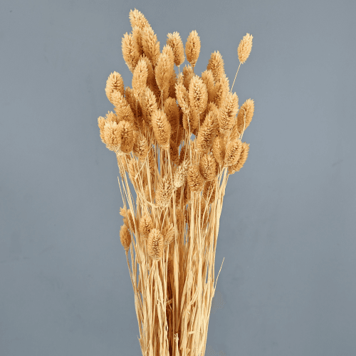 Phalaris Séchée Saumon, Fleur séchée de 65-80 cm de long