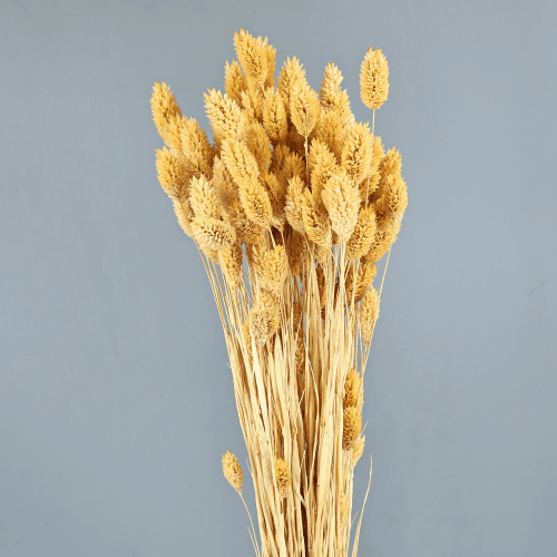 Phalaris Séchée Crème