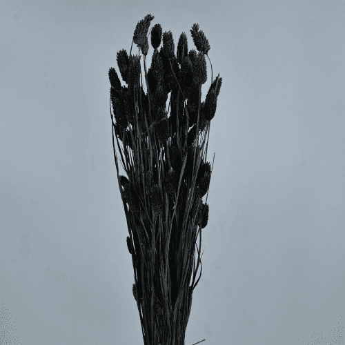 Phalaris Séchée Noire, Fleur séchée de 80 cm de long