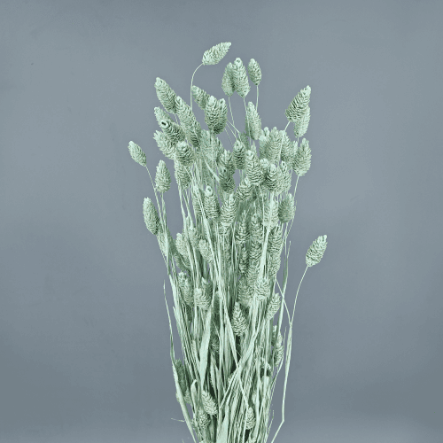 Phalaris Séchée Vert Clair