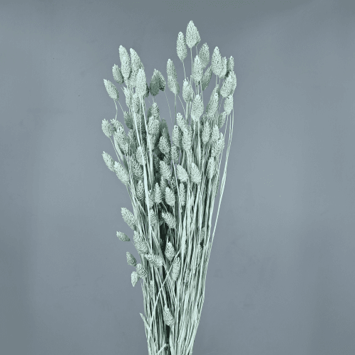 Phalaris Seca Azul Claro