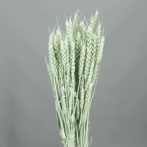 Trigo Seco Verde Claro, Flor seca de 80 cm de comprimento