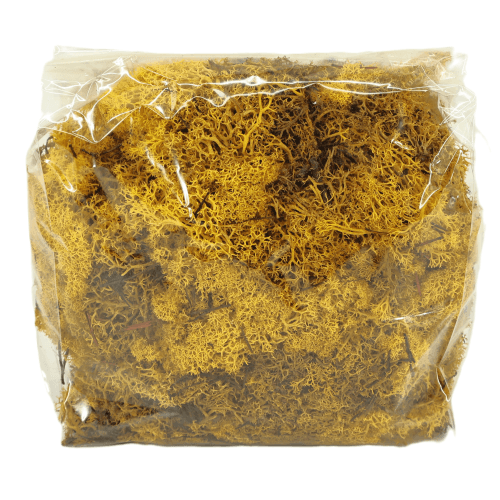 Musgo islandés preservado amarillo