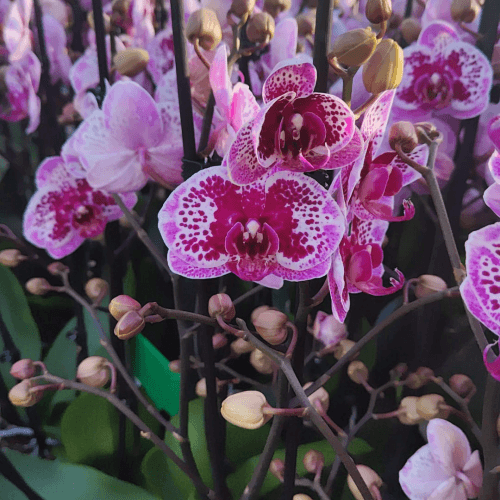 Orquídea Phalaenopsis Happy Girl Rosa (2 Varas), Planta de 60 cm de alto